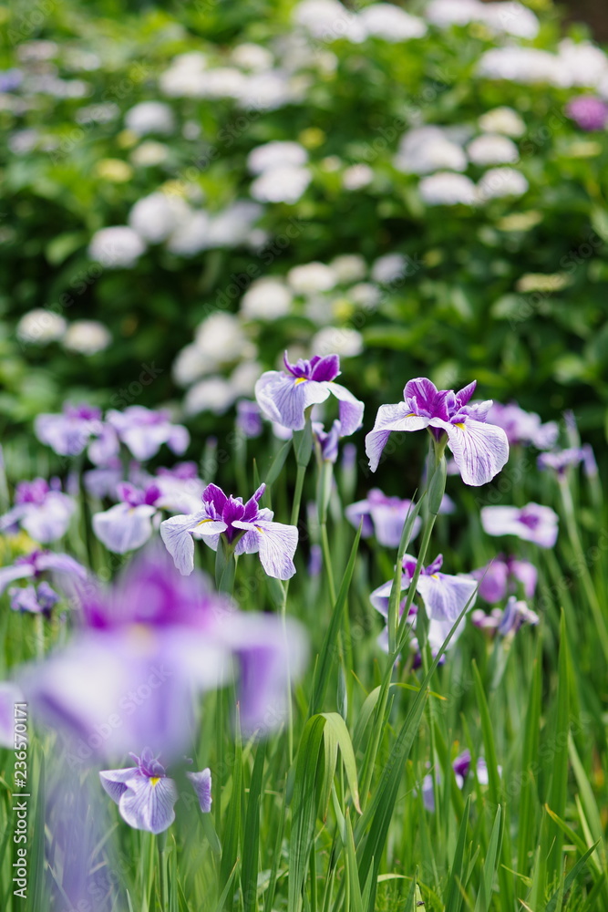 花菖蒲(Iris) 花菖蒲(Iris)