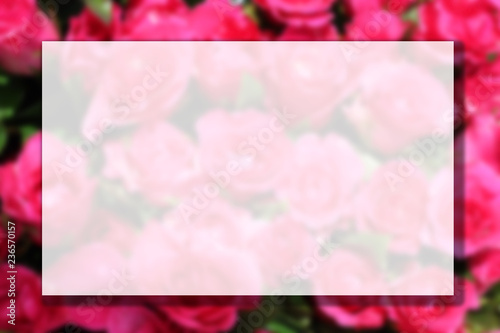 blurry photo of pink rose flower