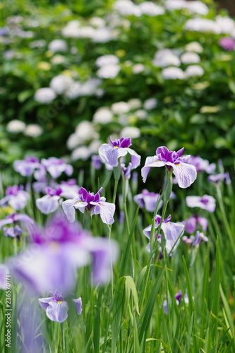 花菖蒲（Iris）