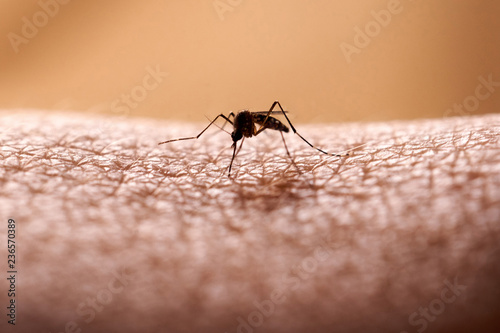 Mosquito on hand
