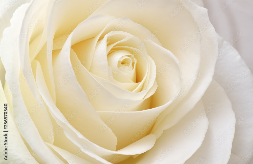 Beautiful soft fresh white rose Beautiful soft fresh white rose