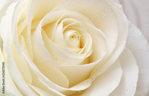 Fototapeta Naklejka Na Ścianę i Meble -  Beautiful soft fresh white rose