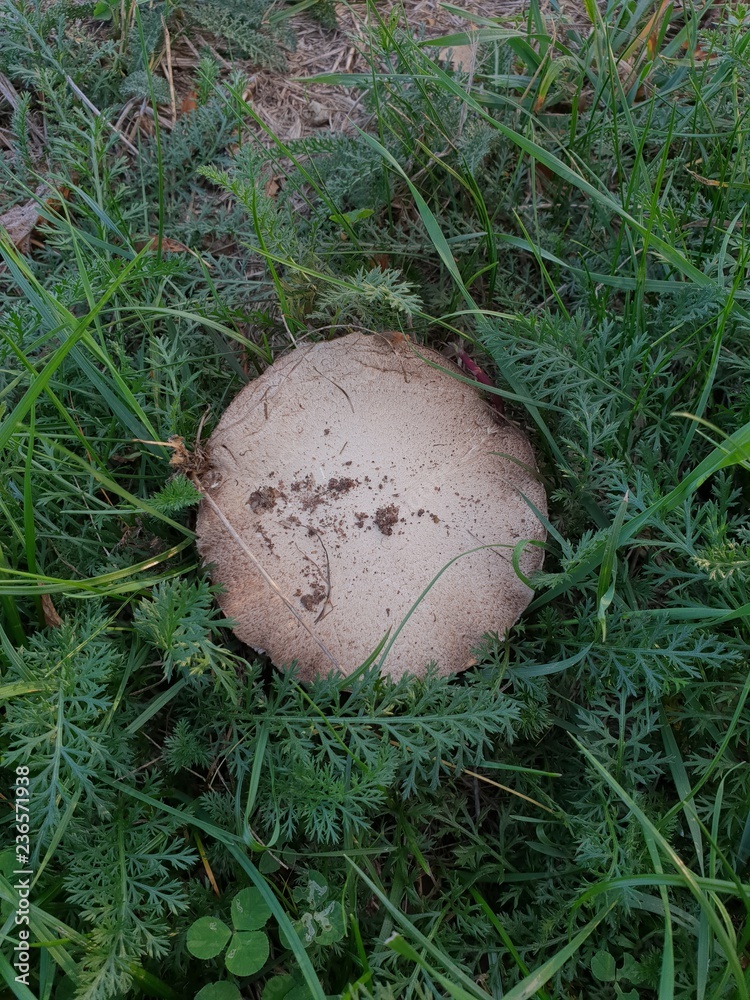 Obraz premium mushroom on meadow