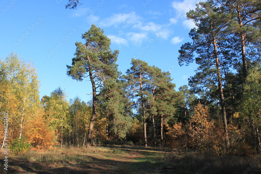 Fototapeta premium forest