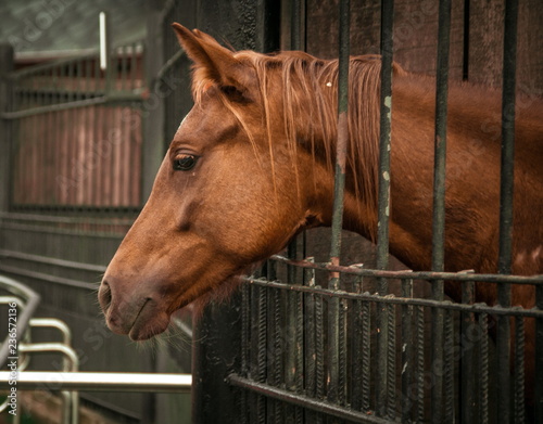 Brown horse in the Moscow zoo