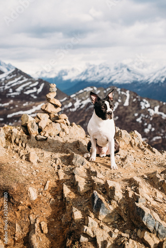 Boston Terrier On a Mountain in Alaska photo