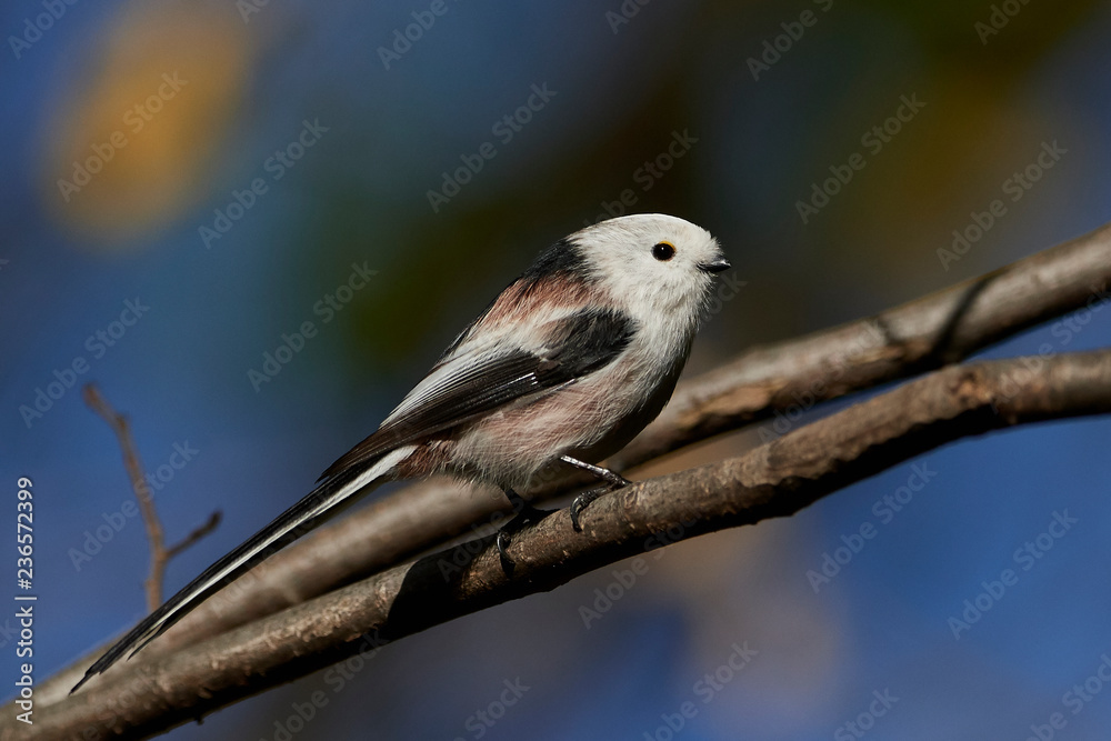Long-tailed tit (Aegithalos caudatus)