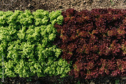 Lettuce heads at a farm photo