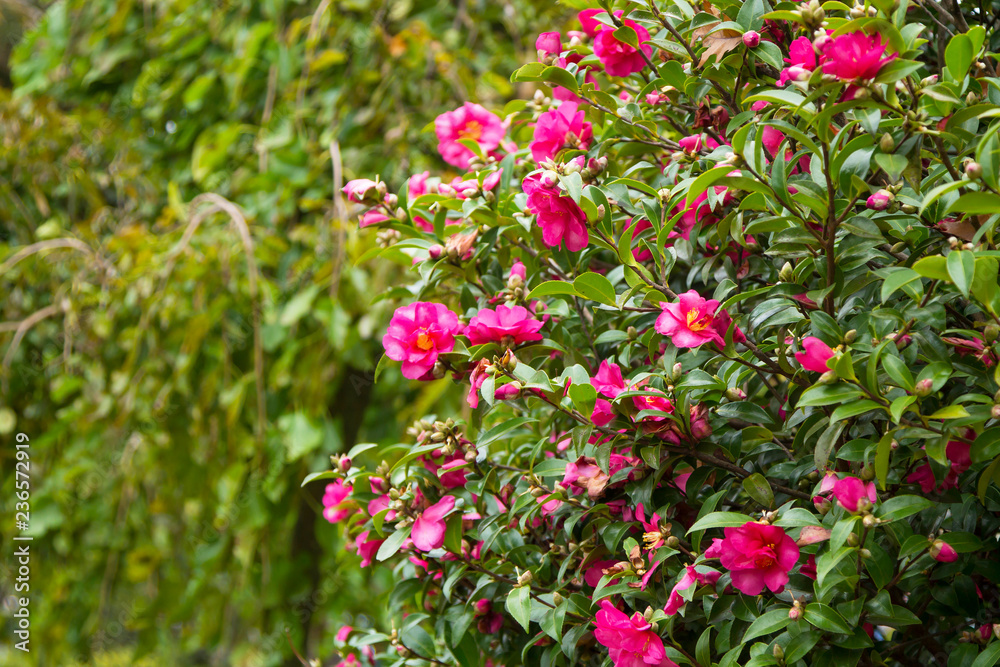 camellias in the park