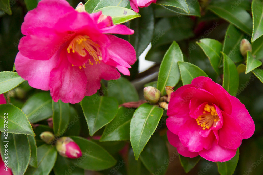 Fototapeta premium camellias in the park
