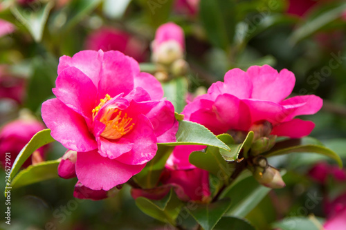 pink camellia