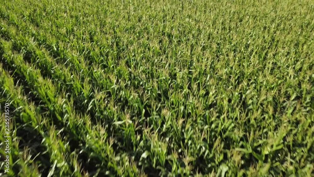 Close up of corn field from the air. slow to fast movement Close up of corn field from the air. slow to fast movement