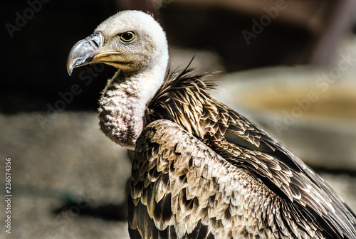 portrait of a vulture