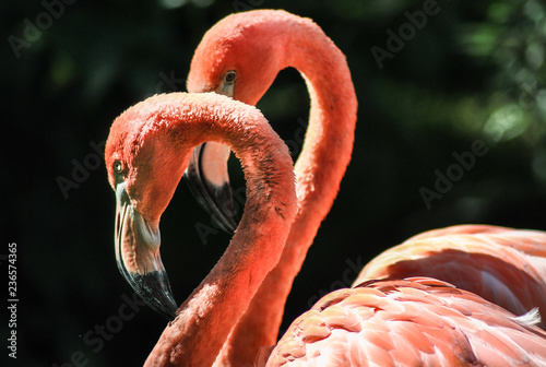 pink flamingo in zoo