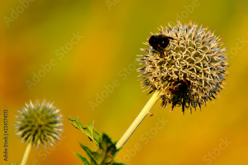 Blooming Glandular globe-thistle plant, knows also as Great globe-thistle or Pale globe-thistle - Echinops sphaerocephalus - with feeding Bumblebees in spring season in a botanical garden photo