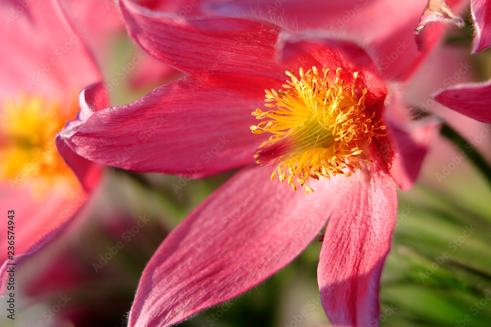 Fototapeta premium Blooming Eastern Pasque flower, knows also as Prairie Crocus or Cutleaf Anemone - Pulsatilla patens - in spring season in a botanical garden