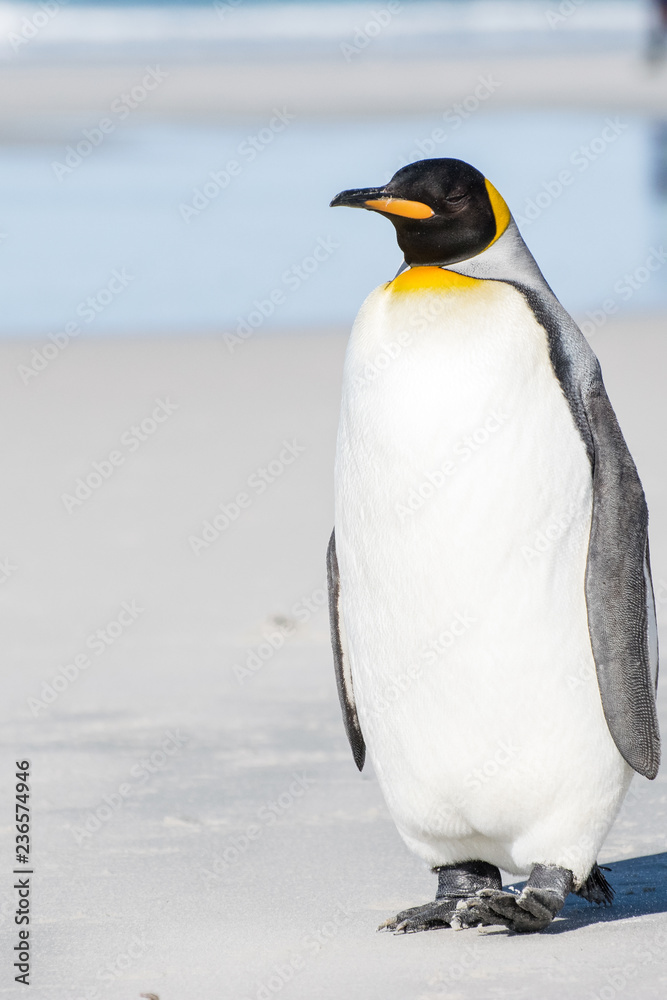 Fototapeta premium King Penguin