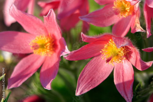 Fotografía Blooming Eastern Pasque flower, knows also as Prairie Crocus or Cutleaf Anemone