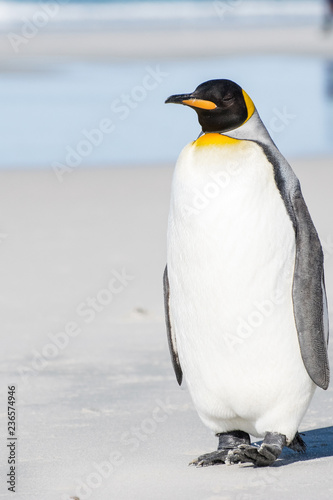 King Penguin