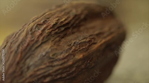 Cocoa pod, Focus Wanders Over it, Closeup.
