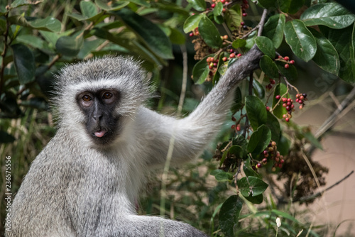 Photos Vervet Monkey