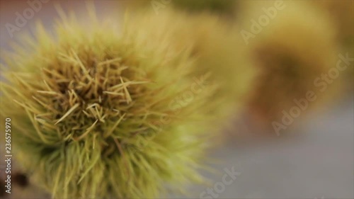 A Row of Chestnuts is playfully Focused, Extreme Closeup