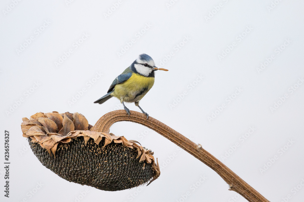 Fototapeta premium La cinciarella con un verme nel becco (Cyanistes caeruleus)