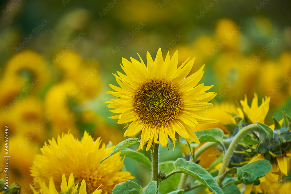 Blossoming sunflower flowers on the farm field. Macro close up view Blossoming sunflower flowers on the farm field. Macro close up view