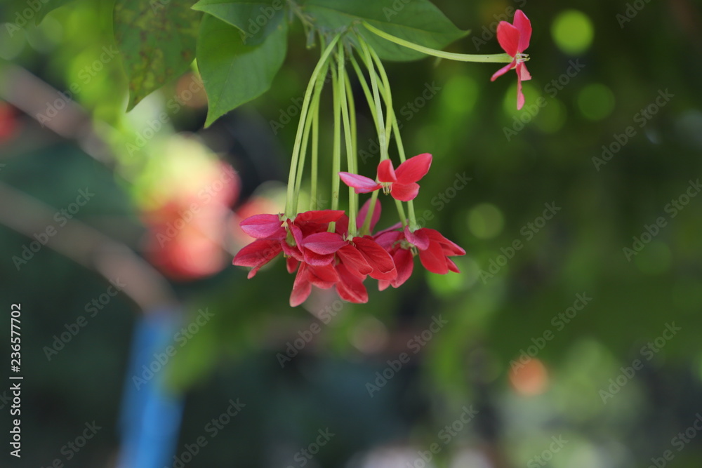 Obraz premium red garden flowers