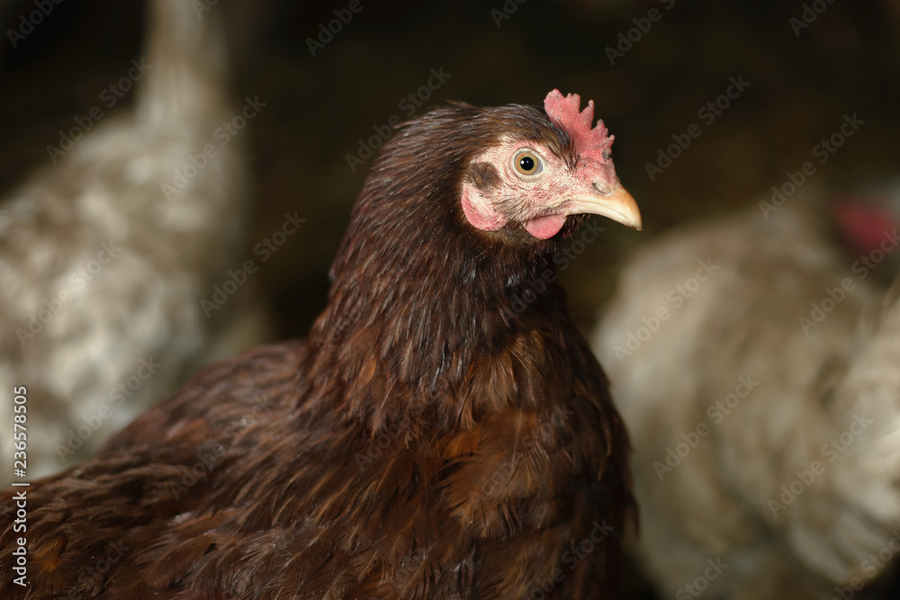 live brown chicken