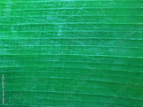 banana leaf abstract background