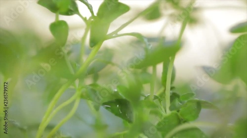 Thyme Plant first in Closeup, then Zoom Out, from Sharpness to Blur, Closeup.