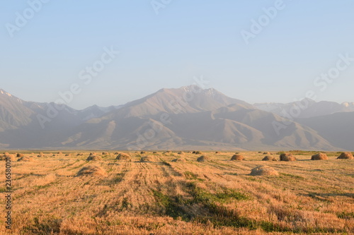 mountain and field