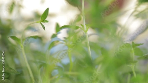 Thyme is harvested, picked (hand visible), Closeup