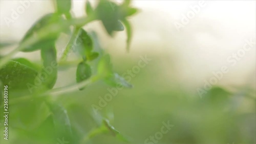 Thyme Rotates Playful and Oneiric through Light and Blur, Closeup