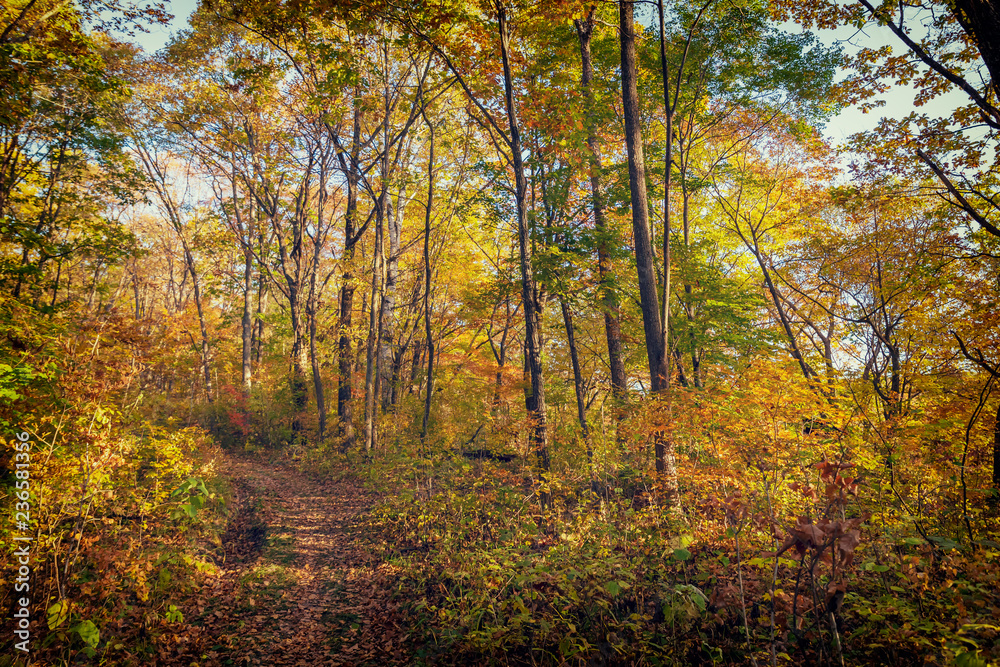 Beautiful autumn forest with colorful trees and a narrow path