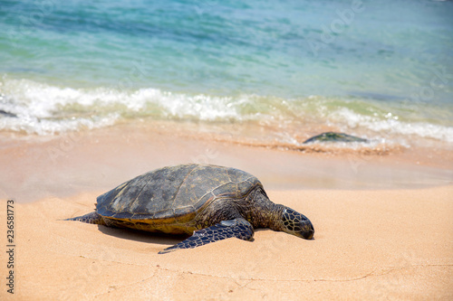 Close view of sea turtle resting on Laniakea beach on a sunny day, Oahu, Hawaii