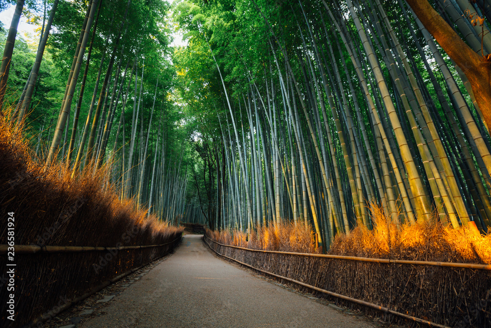 Naklejka premium The Bamboo Forest of Arashiyama, Kyoto
