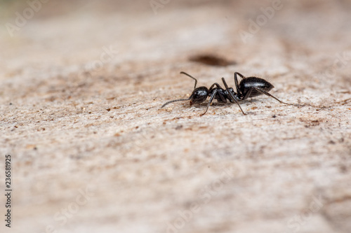Black Camponotus ant in the rainforest of tropical Queensland, Australia, on timber with negative space