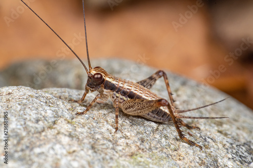 Striped true cricket (gryllidae) foraging on a rainforest floor in Queensland, Australia