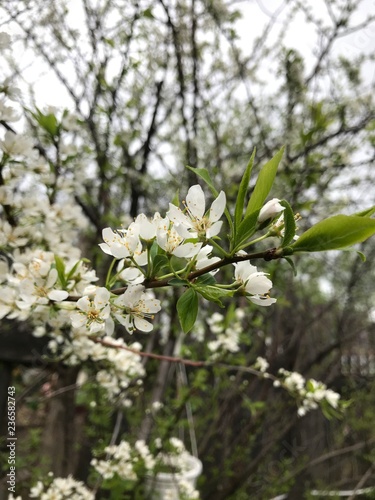 blooming apple tree in spring