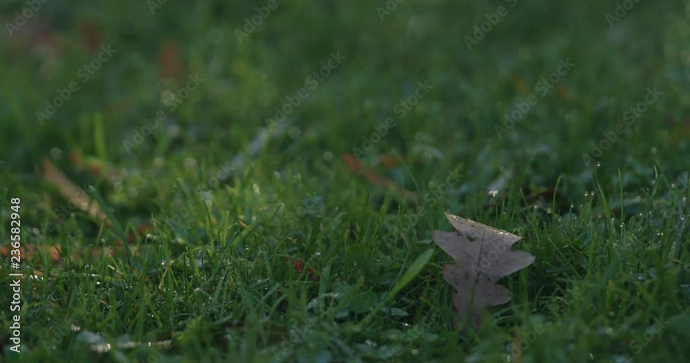 Slow motion pan of green grass with fallen leaves in the morning Slow motion pan of green grass with fallen leaves in the morning