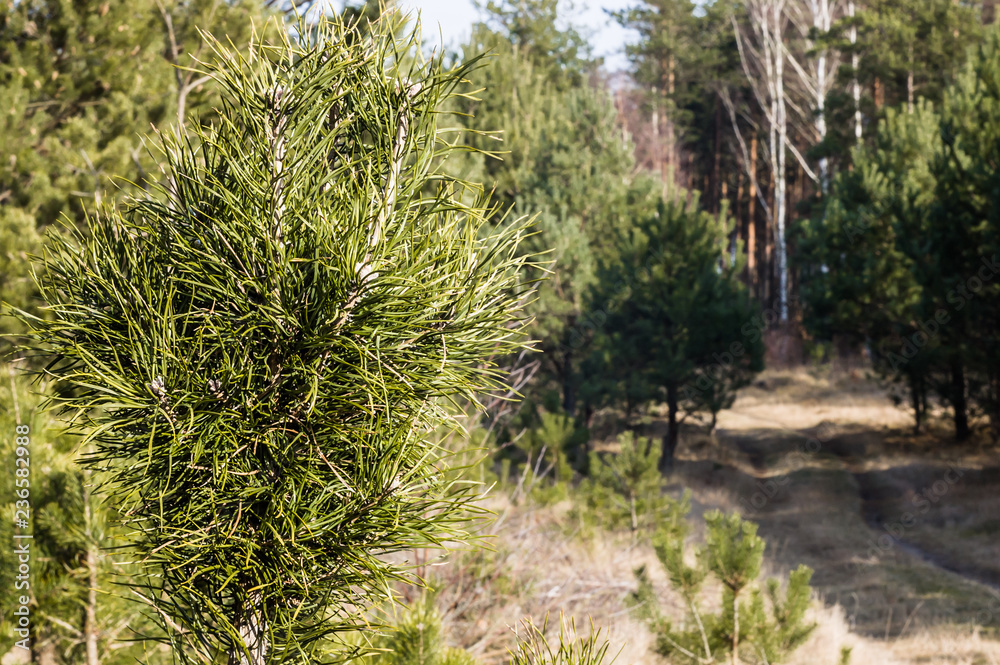 Small pine in coniferous forest on the background of rural road Small pine in coniferous forest on the background of rural road