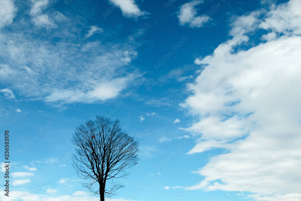 Dried Tree with Cloudy Blue Sky. Beauty in Nature, Weather and Season Concept Dried Tree with Cloudy Blue Sky. Beauty in Nature, Weather and Season Concept