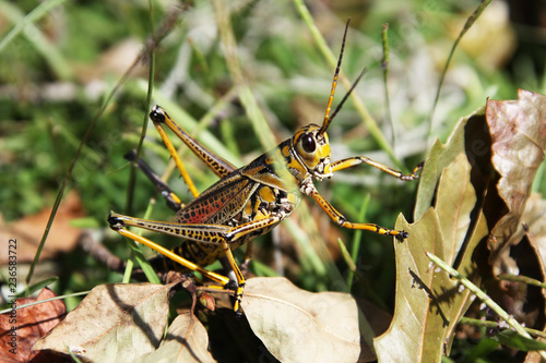 grasshopper
