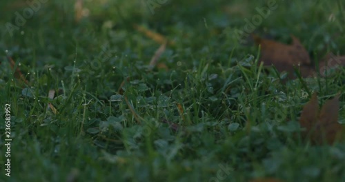 Wallpaper Mural Slow motion pan of green grass with fallen leaves in the morning Torontodigital.ca