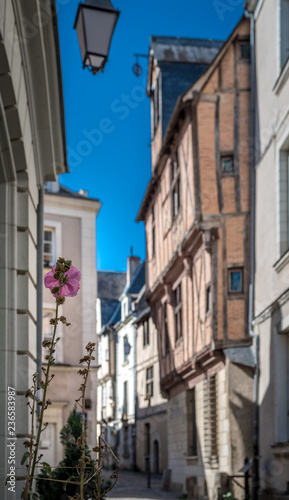 Rose d'angers © FCaillard