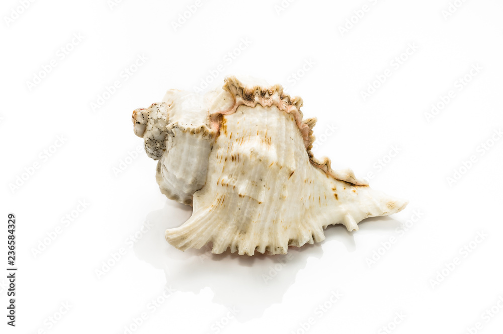 Sea shell isolated on white background Sea shell isolated on white background