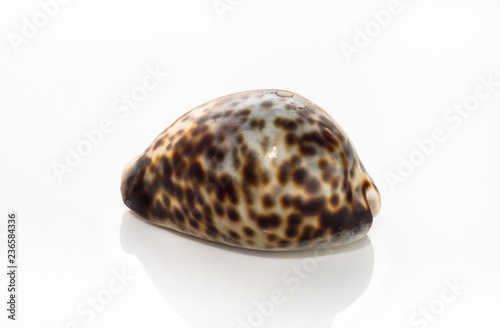 Spotted sea shell isolated on white background
