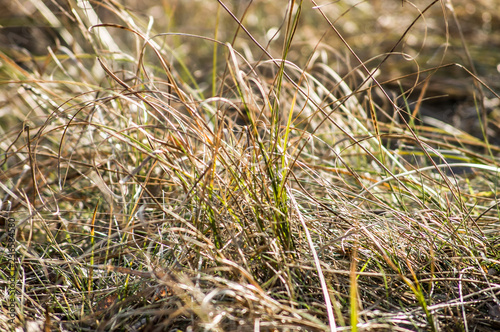 Dry grass useful as autumn background